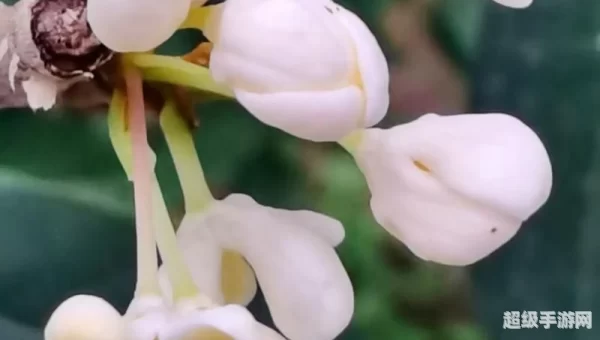 何须浅碧深红是什么花