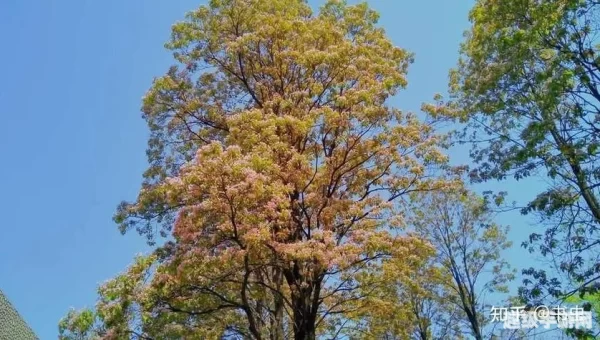 故乡称为桑梓